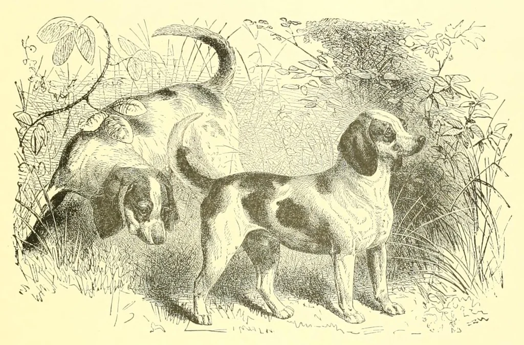 An illustration from Animate creation : popular edition of "Our living world" : a natural history, 1898, leaf 287