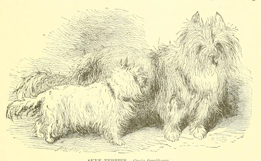 An illustration from Animate creation : popular edition of "Our living world" : a natural history, 1898, leaf 311