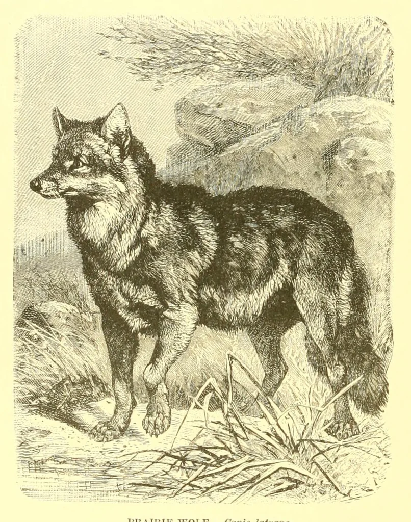 An illustration from Animate creation : popular edition of "Our living world" : a natural history, 1898, leaf 334