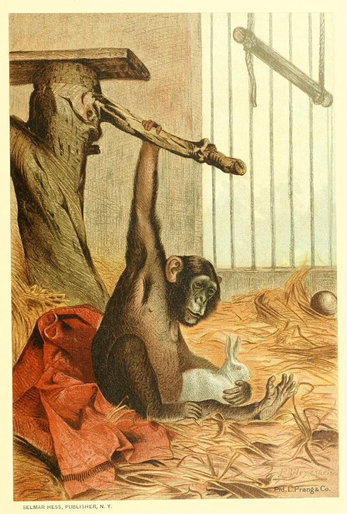 An illustration from Animate creation : popular edition of "Our living world" : a natural history, 1898, leaf 39