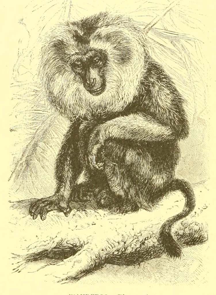 An illustration from Animate creation : popular edition of "Our living world" : a natural history, 1898, leaf 82