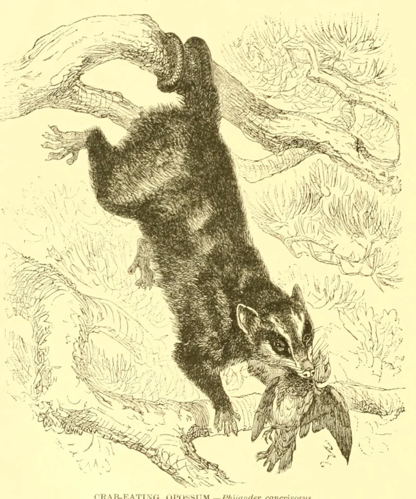 An illustration from Animate creation : popular edition of "Our living world" : a natural history, 1898, leaf 106