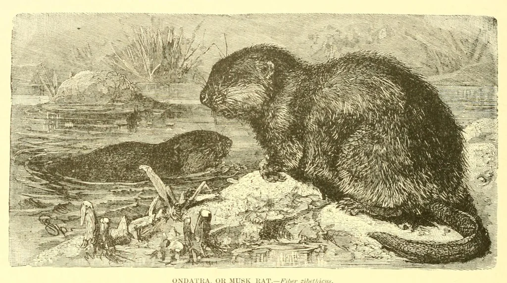 An illustration from Animate creation : popular edition of "Our living world" : a natural history, 1898, leaf 198