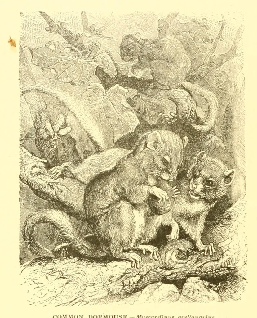 An illustration from Animate creation : popular edition of "Our living world" : a natural history, 1898, leaf 226
