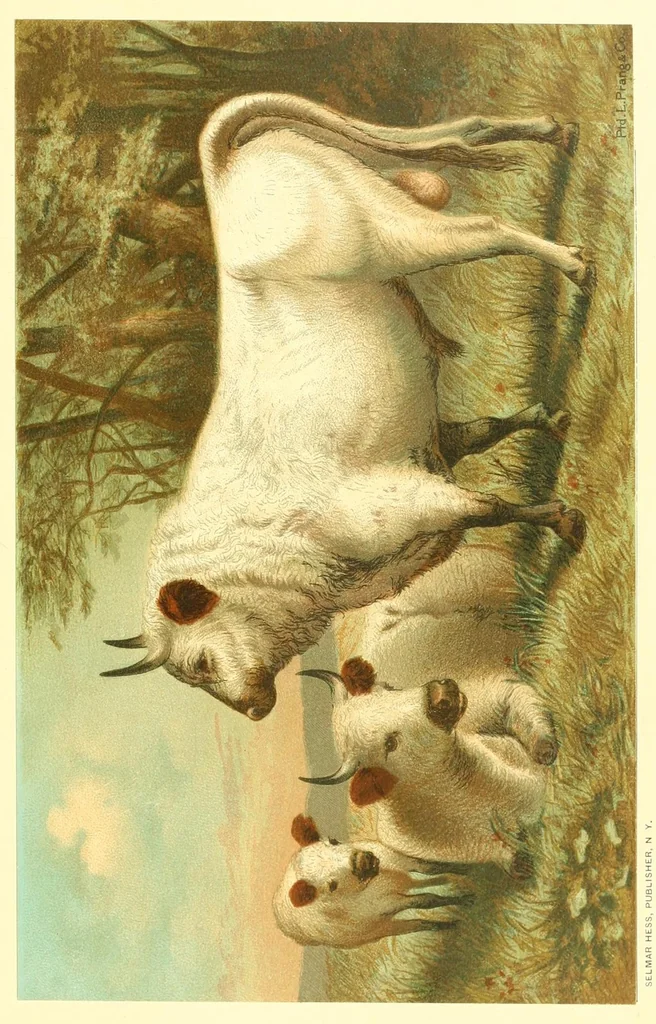 An illustration from Animate creation : popular edition of "Our living world" : a natural history, 1898, leaf 245