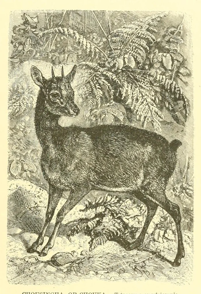 An illustration from Animate creation : popular edition of "Our living world" : a natural history, 1898, leaf 271