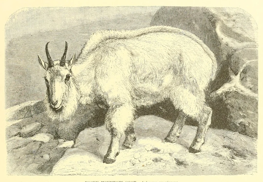 An illustration from Animate creation : popular edition of "Our living world" : a natural history, 1898, leaf 309