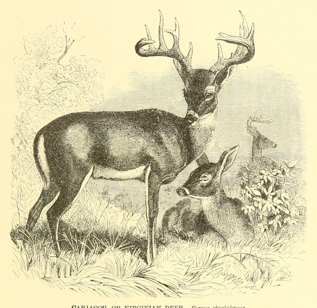 An illustration from Animate creation : popular edition of "Our living world" : a natural history, 1898, leaf 331