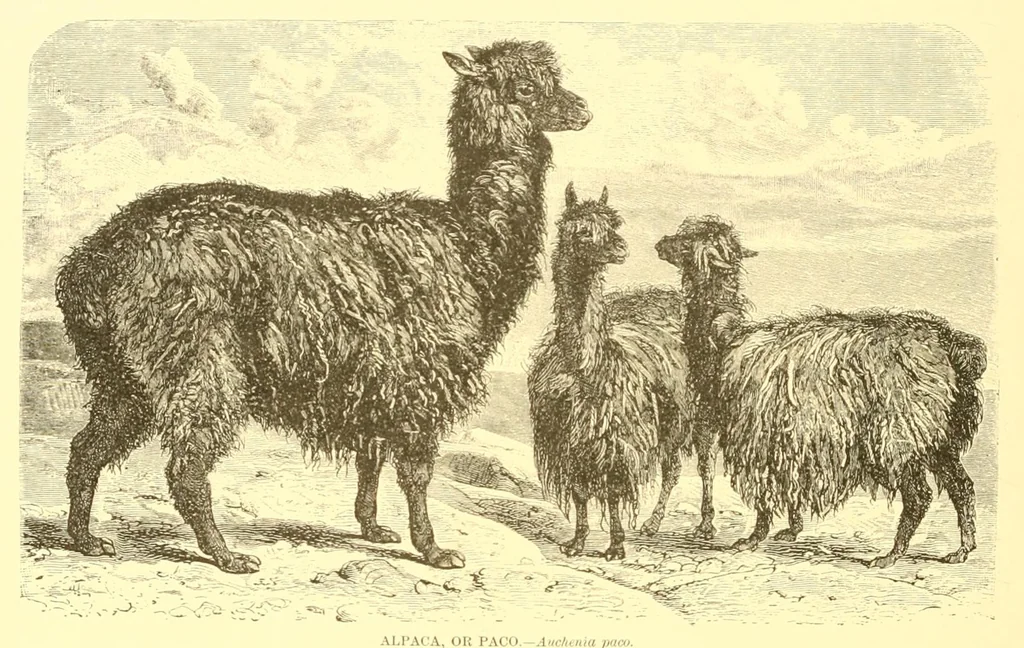 An illustration from Animate creation : popular edition of "Our living world" : a natural history, 1898, leaf 346