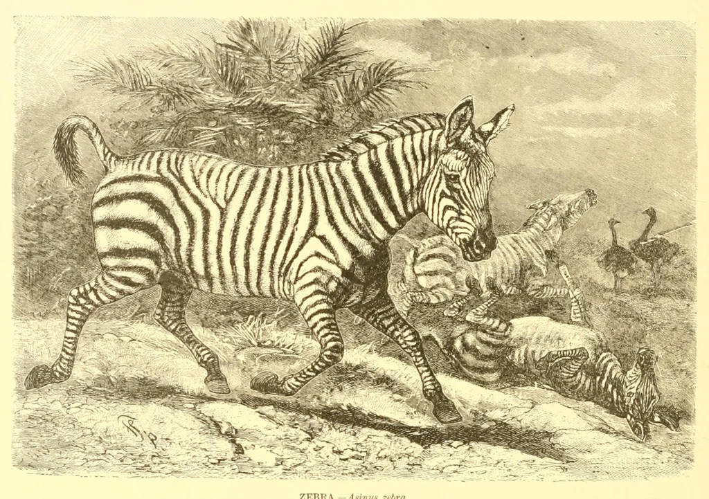 An illustration from Animate creation : popular edition of "Our living world" : a natural history, 1898, leaf 366
