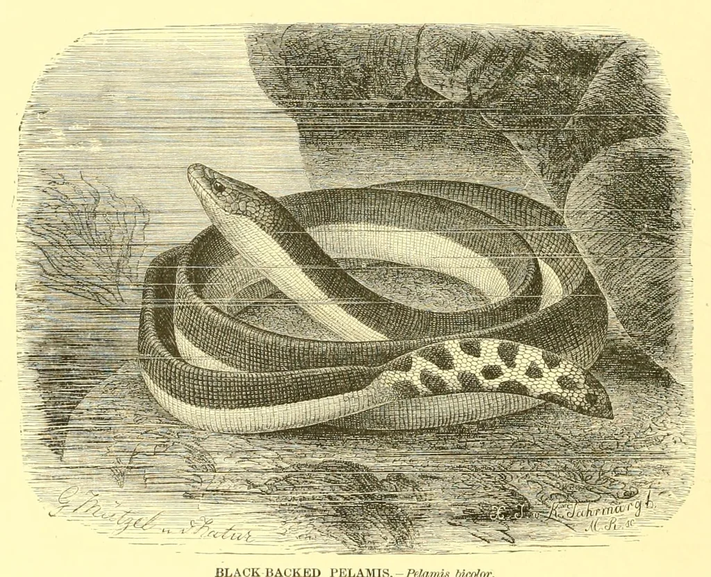 An illustration from Animate creation : popular edition of "Our living world" : a natural history, 1898, leaf 164