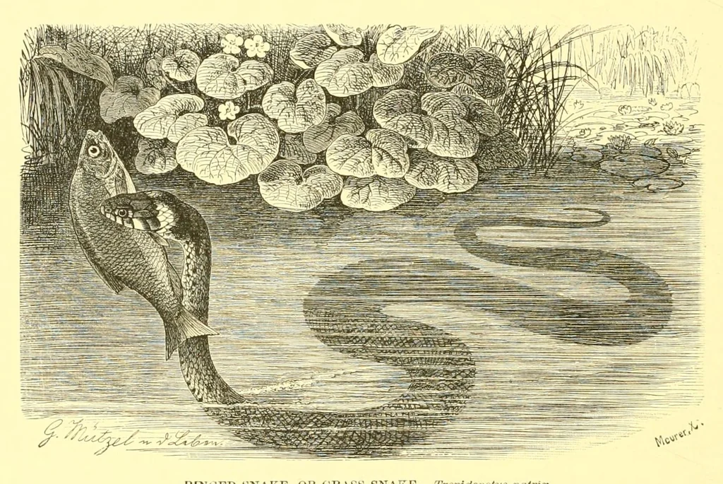 An illustration from Animate creation : popular edition of "Our living world" : a natural history, 1898, leaf 178