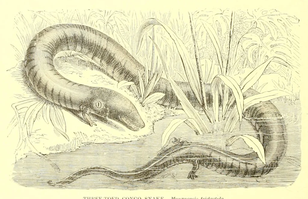 An illustration from Animate creation : popular edition of "Our living world" : a natural history, 1898, leaf 244