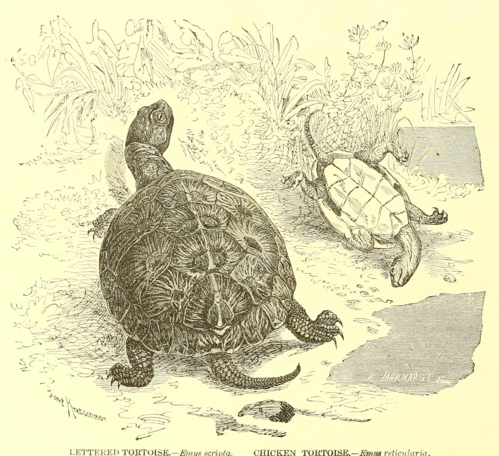 An illustration from Animate creation : popular edition of "Our living world" : a natural history, 1898, leaf 26
