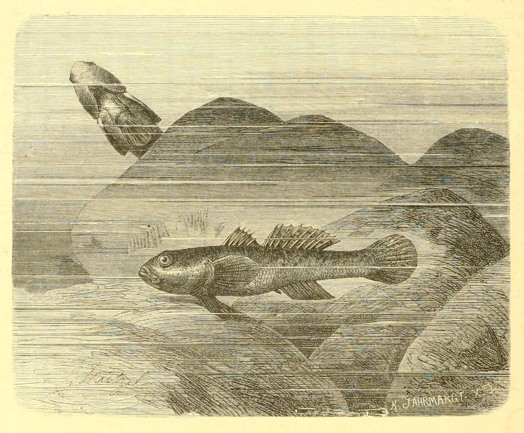 An illustration from Animate creation : popular edition of "Our living world" : a natural history, 1898, leaf 326