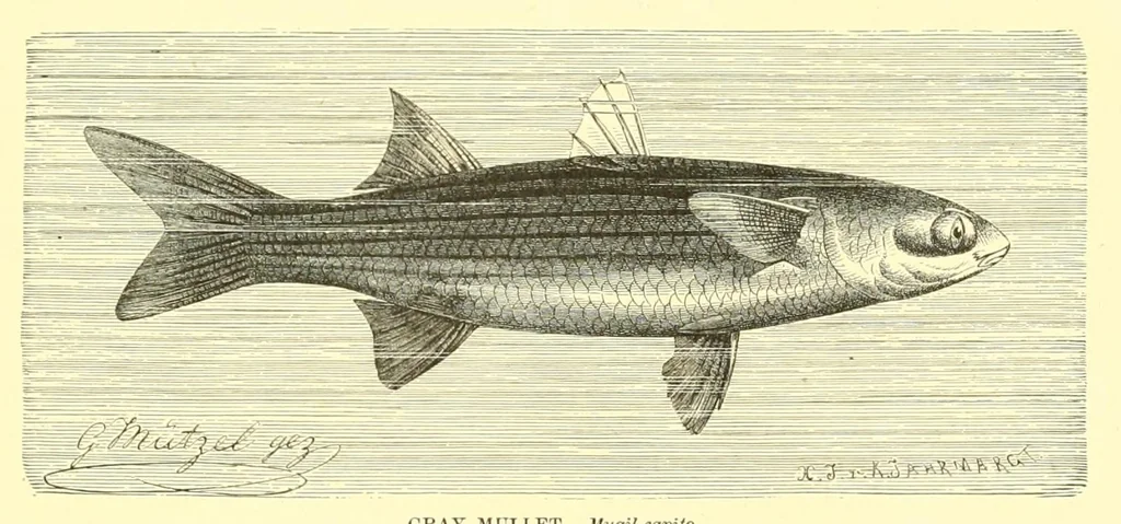 An illustration from Animate creation : popular edition of "Our living world" : a natural history, 1898, leaf 339