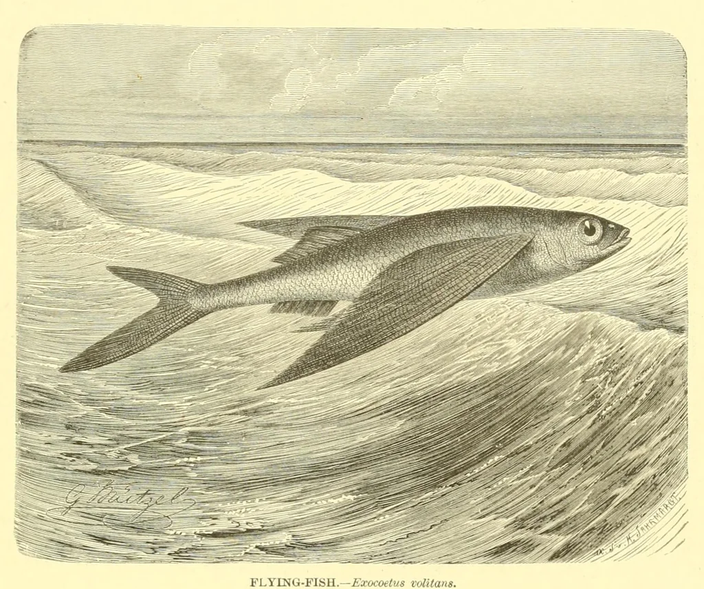 An illustration from Animate creation : popular edition of "Our living world" : a natural history, 1898, leaf 357