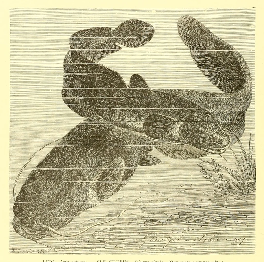 An illustration from Animate creation : popular edition of "Our living world" : a natural history, 1898, leaf 370