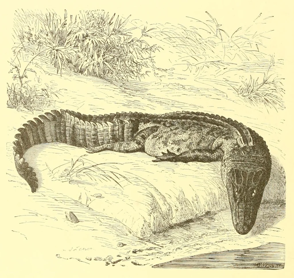 An illustration from Animate creation : popular edition of "Our living world" : a natural history, 1898, leaf 62