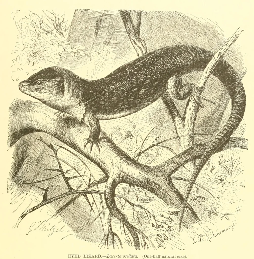 An illustration from Animate creation : popular edition of "Our living world" : a natural history, 1898, leaf 75