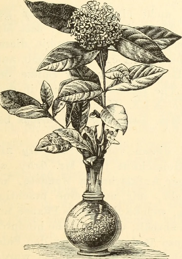 An illustration from Animismus und spiritismus. Versuch einer kritischen prüfung der mediumistischen phänomene mit besonderer berücksichtigung der hypothesen der hallucination und des unbewussten. Als entgegnung auf Ed. v. Hartmann's Werk: "Der spiritismus.", 1894, leaf 184