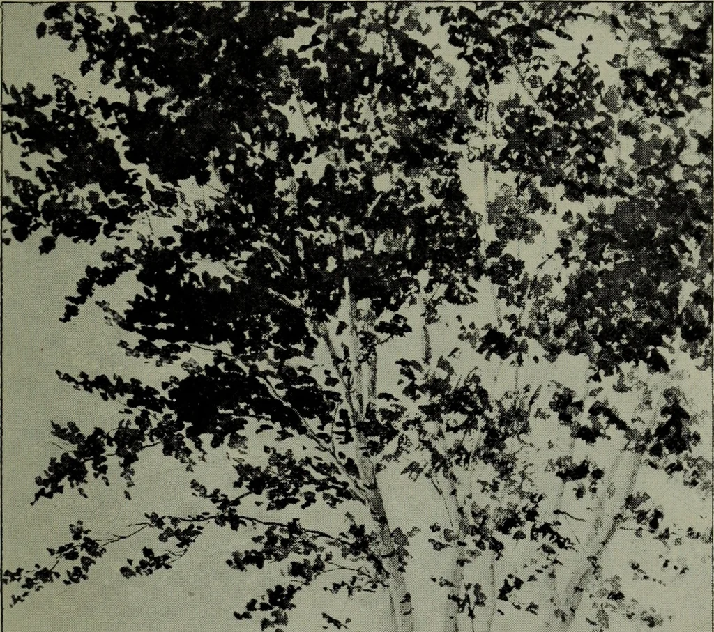 An illustration from Annual exhibition of paintings and sculpture by prominent painters and sculptors, 1904, leaf 26