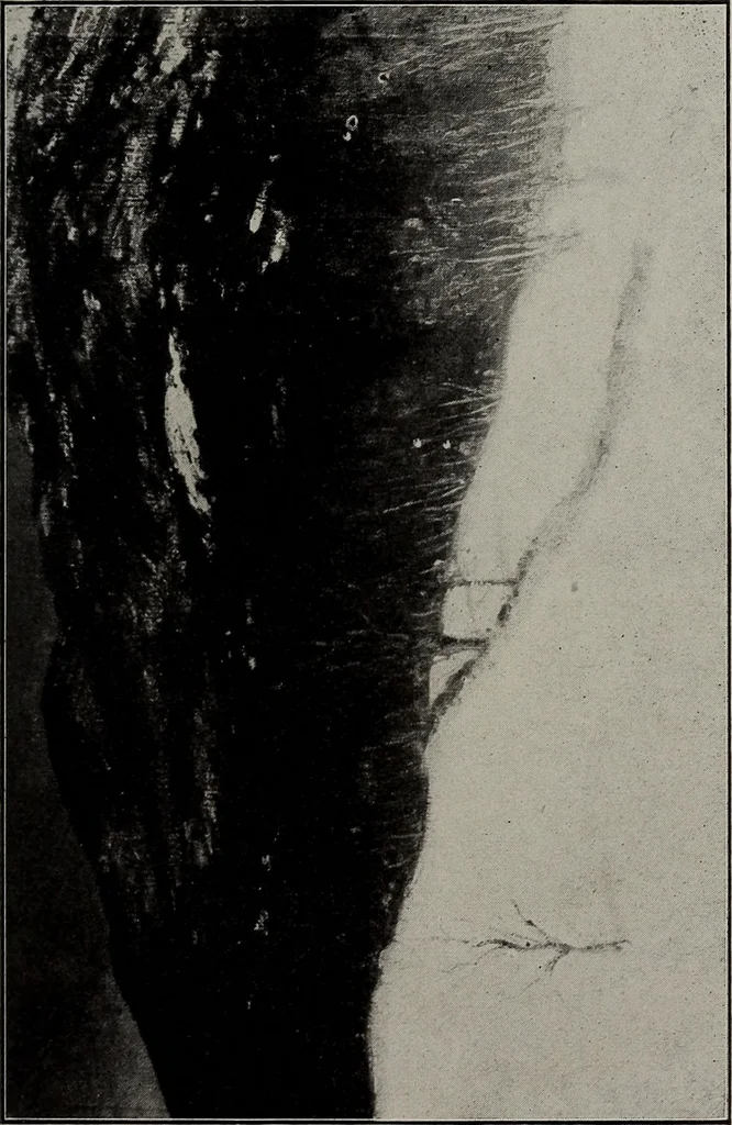An illustration from Annual exhibition of paintings and sculpture by prominent painters and sculptors, 1904, leaf 52