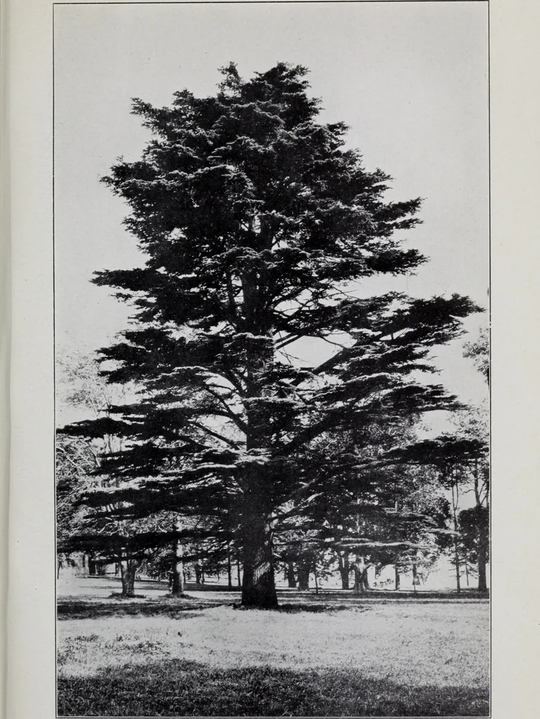 An illustration from Annual report of the American Scenic and Historic Preservation Society to the legislature of the State of New York., 1901, leaf 792