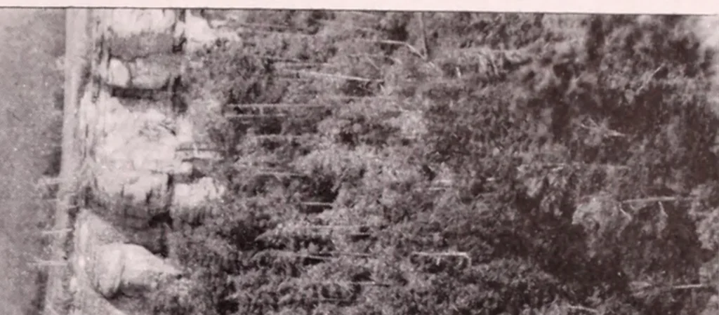 An illustration from Annual report of the American Scenic and Historic Preservation Society to the legislature of the State of New York., 1901, leaf 816