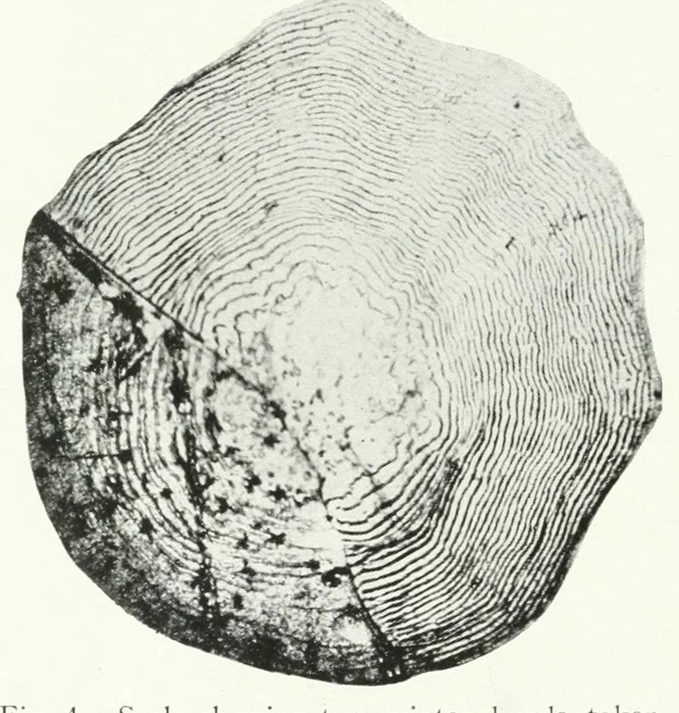 An illustration from Annual report of the Game and Fisheries Department of Ontario, 1921-34, 1907, leaf 224
