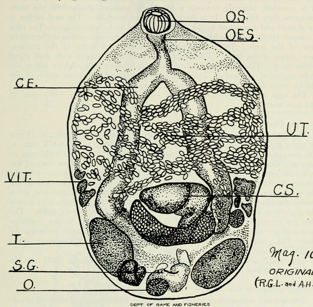 An illustration from Annual report of the Game and Fisheries Department of Ontario, 1921-34, 1907, leaf 417