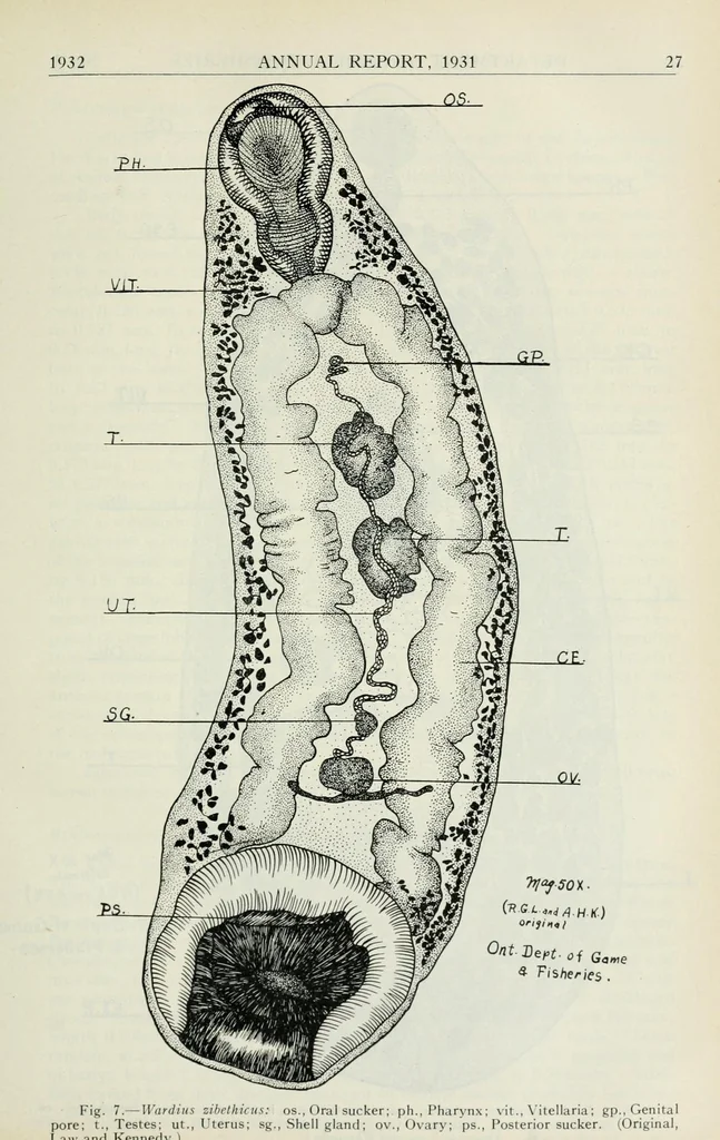 An illustration from Annual report of the Game and Fisheries Department of Ontario, 1921-34, 1907, leaf 421