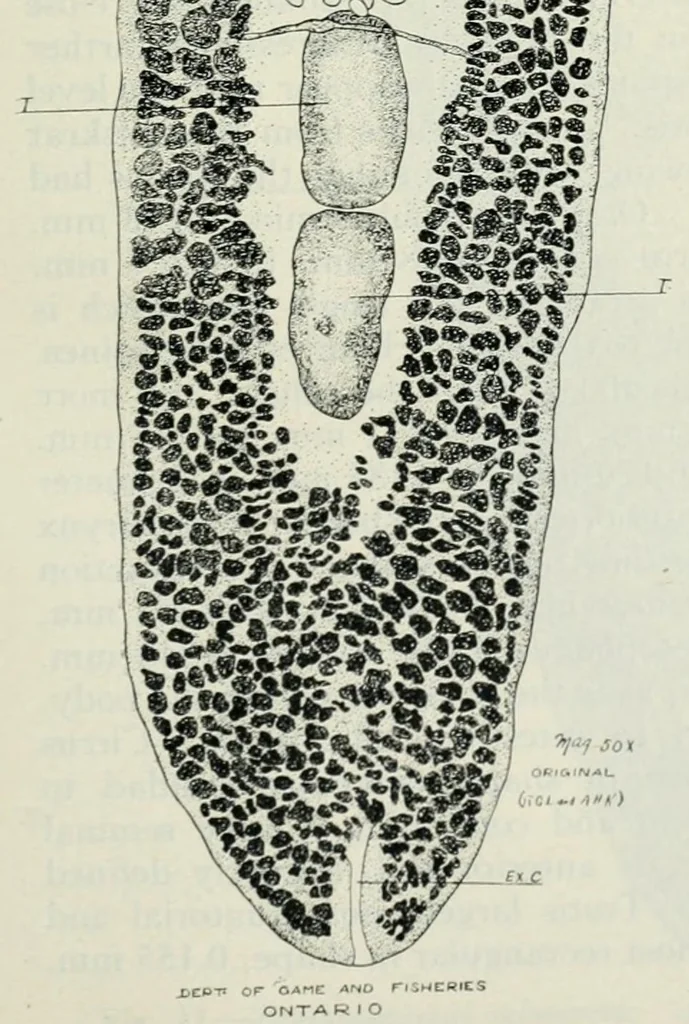 An illustration from Annual report of the Game and Fisheries Department of Ontario, 1921-34, 1907, leaf 425
