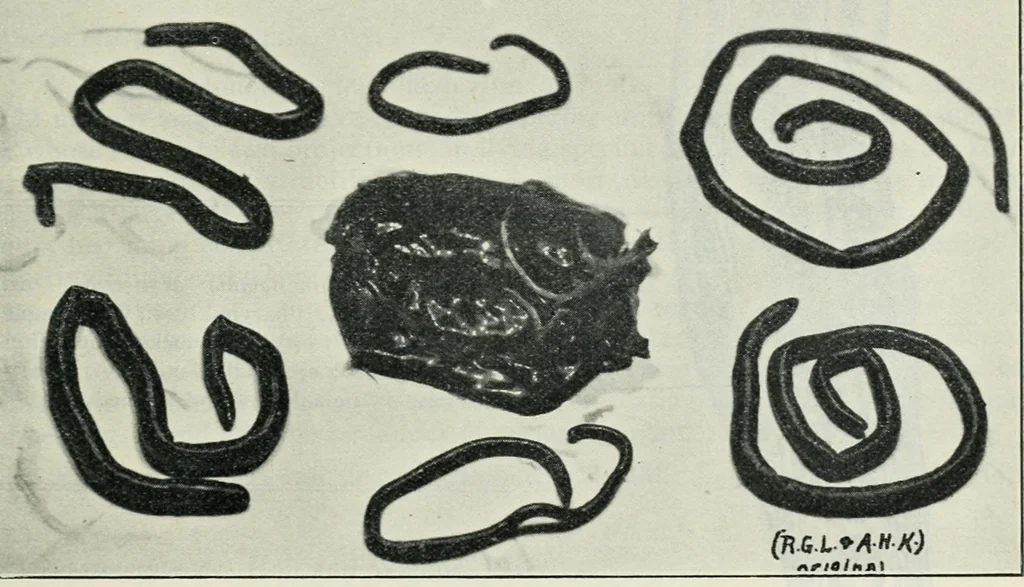 An illustration from Annual report of the Game and Fisheries Department of Ontario, 1921-34, 1907, leaf 431