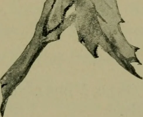 An illustration from Annual report of the Philadelphia Museum of Art, 1878, leaf 376