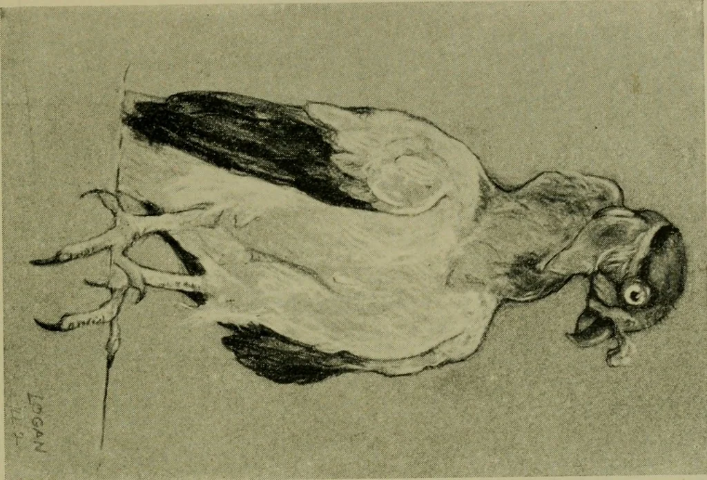 An illustration from Annual report of the Philadelphia Museum of Art, 1878, leaf 56