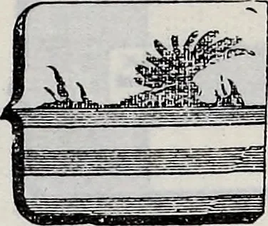 An illustration from Annuare général héraldique, 1903, leaf 392