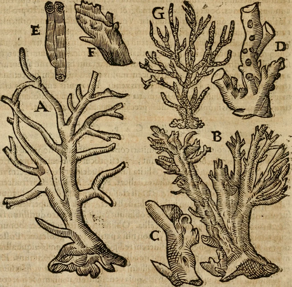 An illustration from Anselmi Boetii de Boodt ... Gemmarvm et lapidvm historia : qua non solum ortus, natura, vis & precium, sed etiam modus quo ex iis olea, salia, tincturae, essentiae, arcana & magisteria arte chymica confici possint, ostenditur : opvs principibvs, medicis, chymicis, physicis, ac liberalioribus ingeniis vtilissimum : cum variis figuris, indiceq. duplici & copioso, 1609, leaf 177