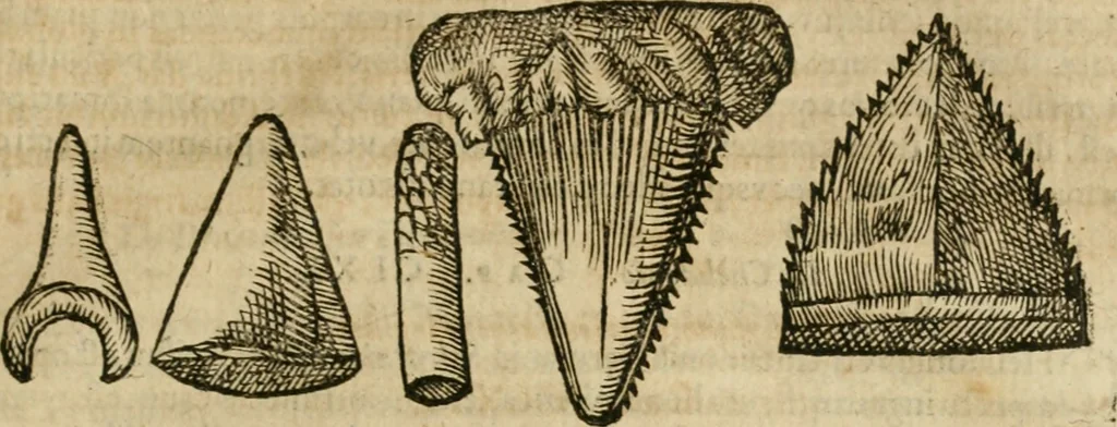 An illustration from Anselmi Boetii de Boodt ... Gemmarvm et lapidvm historia : qua non solum ortus, natura, vis & precium, sed etiam modus quo ex iis olea, salia, tincturae, essentiae, arcana & magisteria arte chymica confici possint, ostenditur : opvs principibvs, medicis, chymicis, physicis, ac liberalioribus ingeniis vtilissimum : cum variis figuris, indiceq. duplici & copioso, 1609, leaf 188