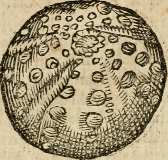 An illustration from Anselmi Boetii de Boodt ... Gemmarvm et lapidvm historia : qua non solum ortus, natura, vis & precium, sed etiam modus quo ex iis olea, salia, tincturae, essentiae, arcana & magisteria arte chymica confici possint, ostenditur : opvs principibvs, medicis, chymicis, physicis, ac liberalioribus ingeniis vtilissimum : cum variis figuris, indiceq. duplici & copioso, 1609, leaf 191