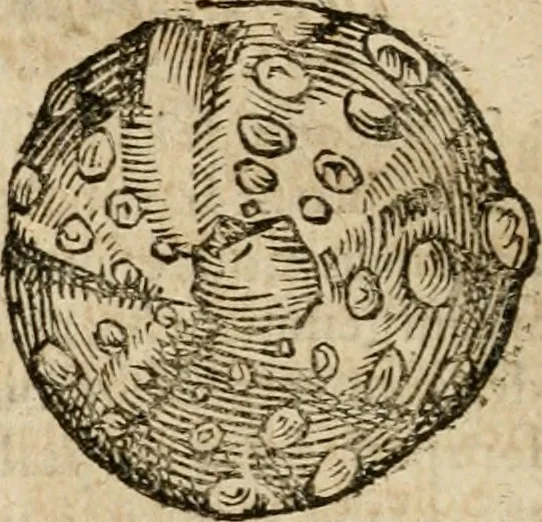 An illustration from Anselmi Boetii de Boodt ... Gemmarvm et lapidvm historia : qua non solum ortus, natura, vis & precium, sed etiam modus quo ex iis olea, salia, tincturae, essentiae, arcana & magisteria arte chymica confici possint, ostenditur : opvs principibvs, medicis, chymicis, physicis, ac liberalioribus ingeniis vtilissimum : cum variis figuris, indiceq. duplici & copioso, 1609, leaf 191