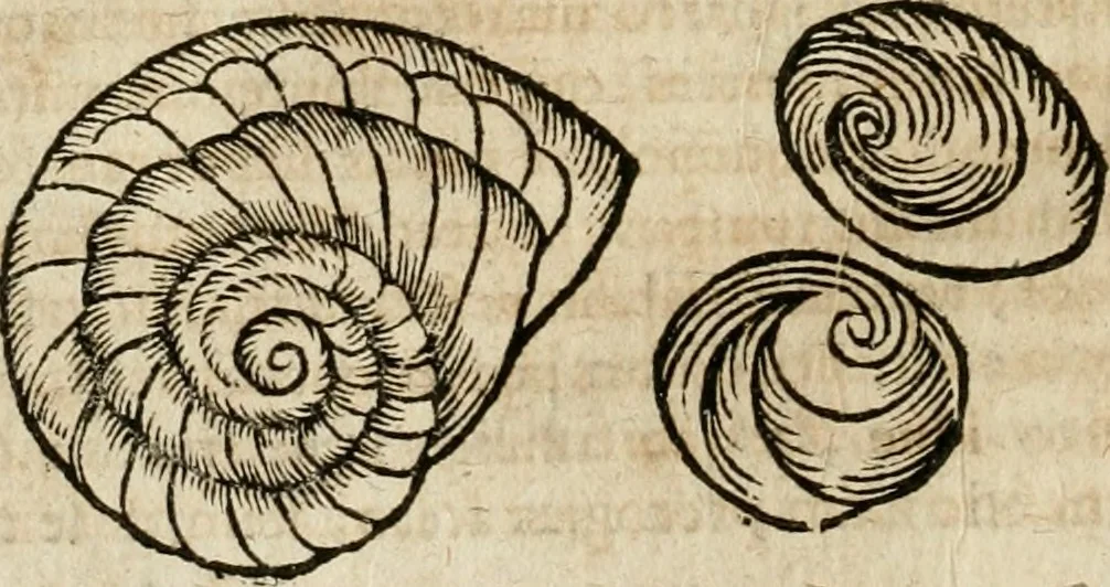 An illustration from Anselmi Boetii de Boodt ... Gemmarvm et lapidvm historia : qua non solum ortus, natura, vis & precium, sed etiam modus quo ex iis olea, salia, tincturae, essentiae, arcana & magisteria arte chymica confici possint, ostenditur : opvs principibvs, medicis, chymicis, physicis, ac liberalioribus ingeniis vtilissimum : cum variis figuris, indiceq. duplici & copioso, 1609, leaf 193
