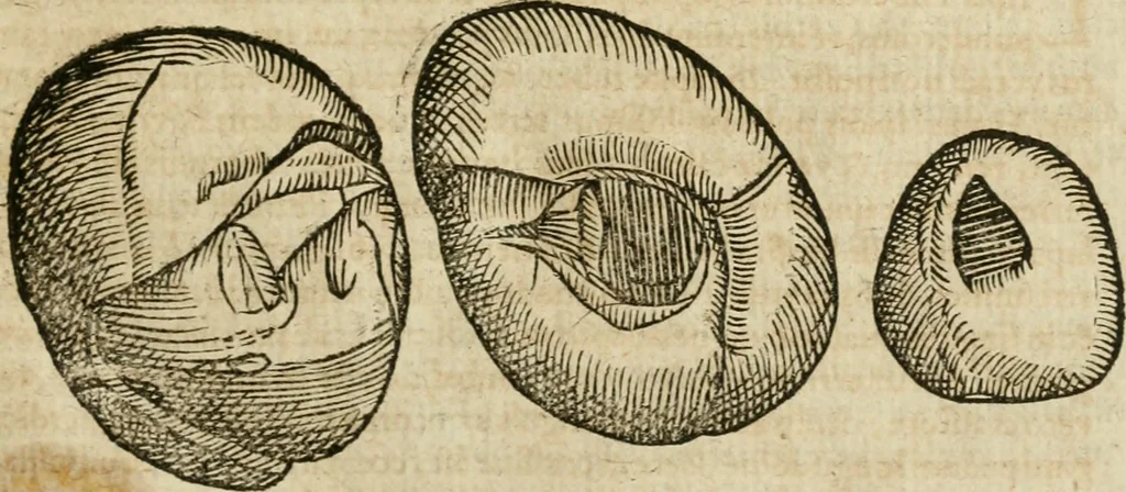 An illustration from Anselmi Boetii de Boodt ... Gemmarvm et lapidvm historia : qua non solum ortus, natura, vis & precium, sed etiam modus quo ex iis olea, salia, tincturae, essentiae, arcana & magisteria arte chymica confici possint, ostenditur : opvs principibvs, medicis, chymicis, physicis, ac liberalioribus ingeniis vtilissimum : cum variis figuris, indiceq. duplici & copioso, 1609, leaf 198