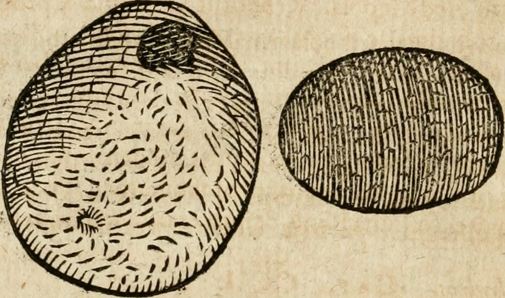 An illustration from Anselmi Boetii de Boodt ... Gemmarvm et lapidvm historia : qua non solum ortus, natura, vis & precium, sed etiam modus quo ex iis olea, salia, tincturae, essentiae, arcana & magisteria arte chymica confici possint, ostenditur : opvs principibvs, medicis, chymicis, physicis, ac liberalioribus ingeniis vtilissimum : cum variis figuris, indiceq. duplici & copioso, 1609, leaf 205