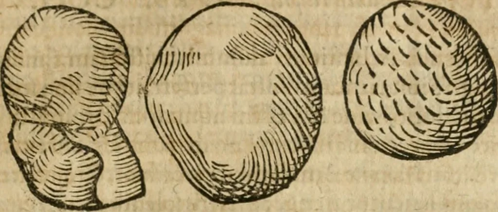 An illustration from Anselmi Boetii de Boodt ... Gemmarvm et lapidvm historia : qua non solum ortus, natura, vis & precium, sed etiam modus quo ex iis olea, salia, tincturae, essentiae, arcana & magisteria arte chymica confici possint, ostenditur : opvs principibvs, medicis, chymicis, physicis, ac liberalioribus ingeniis vtilissimum : cum variis figuris, indiceq. duplici & copioso, 1609, leaf 206