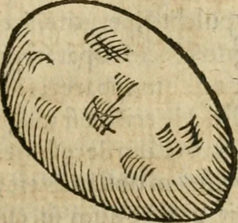 An illustration from Anselmi Boetii de Boodt ... Gemmarvm et lapidvm historia : qua non solum ortus, natura, vis & precium, sed etiam modus quo ex iis olea, salia, tincturae, essentiae, arcana & magisteria arte chymica confici possint, ostenditur : opvs principibvs, medicis, chymicis, physicis, ac liberalioribus ingeniis vtilissimum : cum variis figuris, indiceq. duplici & copioso, 1609, leaf 206