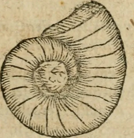An illustration from Anselmi Boetii de Boodt ... Gemmarvm et lapidvm historia : qua non solum ortus, natura, vis & precium, sed etiam modus quo ex iis olea, salia, tincturae, essentiae, arcana & magisteria arte chymica confici possint, ostenditur : opvs principibvs, medicis, chymicis, physicis, ac liberalioribus ingeniis vtilissimum : cum variis figuris, indiceq. duplici & copioso, 1609, leaf 232