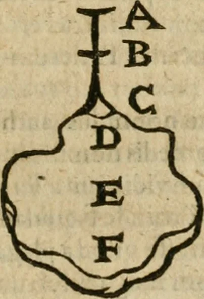 An illustration from Anselmi Boetii de Boodt ... Gemmarvm et lapidvm historia : qua non solum ortus, natura, vis & precium, sed etiam modus quo ex iis olea, salia, tincturae, essentiae, arcana & magisteria arte chymica confici possint, ostenditur : opvs principibvs, medicis, chymicis, physicis, ac liberalioribus ingeniis vtilissimum : cum variis figuris, indiceq. duplici & copioso, 1609, leaf 238