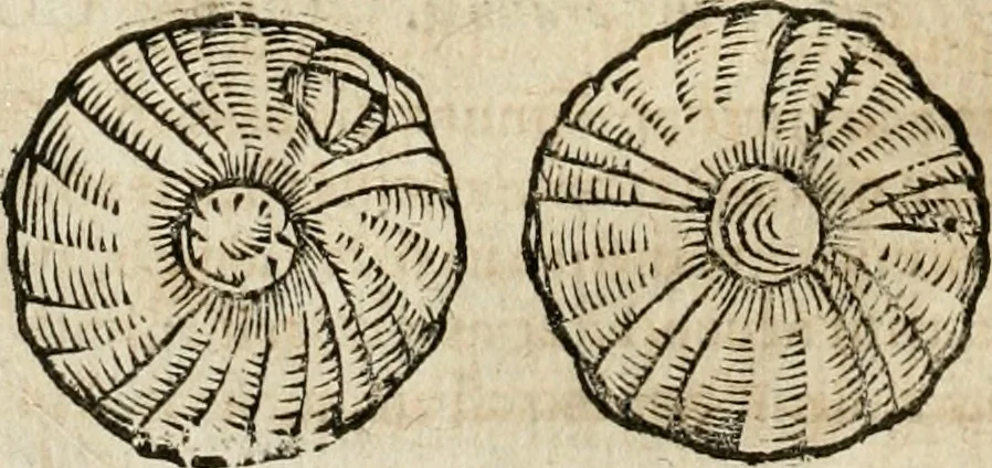 An illustration from Anselmi Boetii de Boodt ... Gemmarvm et lapidvm historia : qua non solum ortus, natura, vis & precium, sed etiam modus quo ex iis olea, salia, tincturae, essentiae, arcana & magisteria arte chymica confici possint, ostenditur : opvs principibvs, medicis, chymicis, physicis, ac liberalioribus ingeniis vtilissimum : cum variis figuris, indiceq. duplici & copioso, 1609, leaf 257