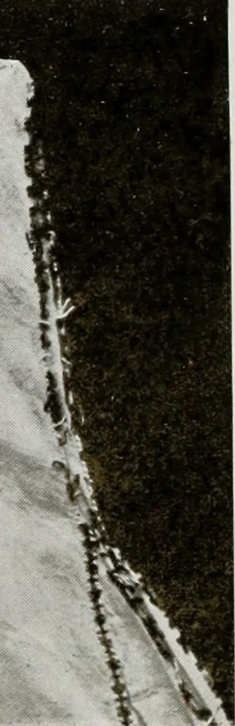 An illustration from Antiche trine italiane : trine ad ago, 1908, leaf 45